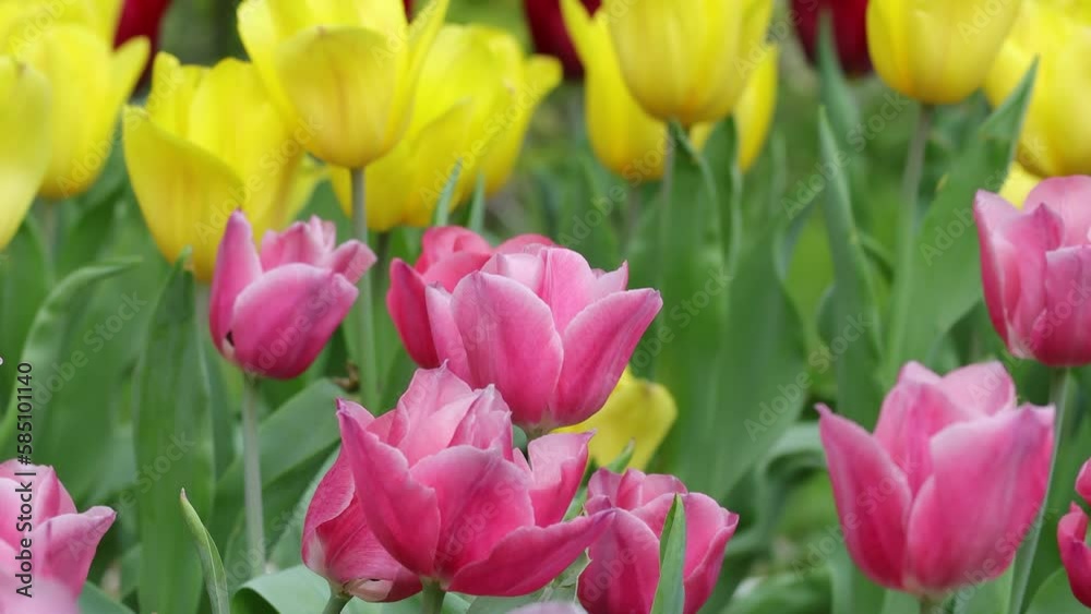a Triumph tulips Proud bloom in a garden in spring a Triumph tulips Proud bloom in a garden in spring