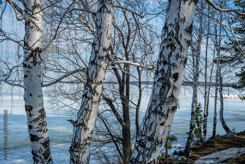 Birch trees on the shore of a frozen lake.