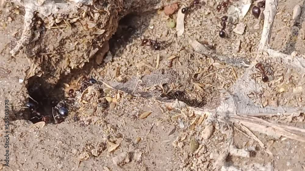 Toned ants crawling around their entrance to ant village.
Driver ants in a moving column, moved around ants village in Punjab Pakistan.