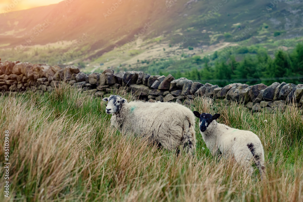 Fototapeta premium The grazing big sheep on the meadow in Peak District
