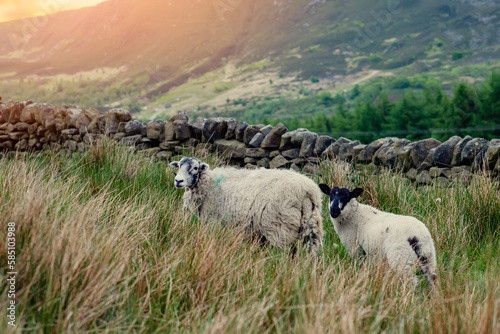 The grazing big sheep on the meadow in Peak District