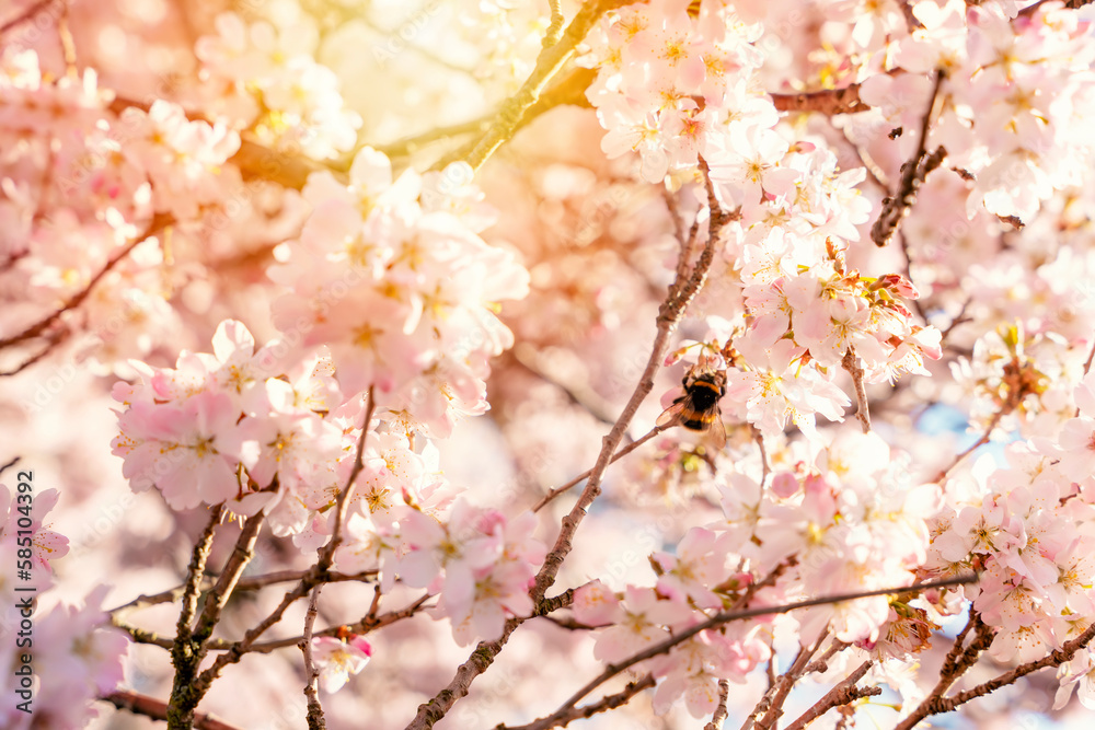 Closeup of Pink Cherry blossom in a spring warm day. Beautiful nature scene with blooming tree and sun flare. Spring flowers. Beautiful Orchard. Springtime Space for text.