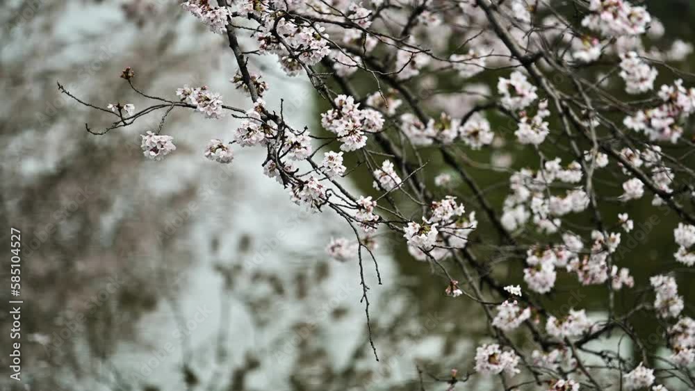 水路と桜並木