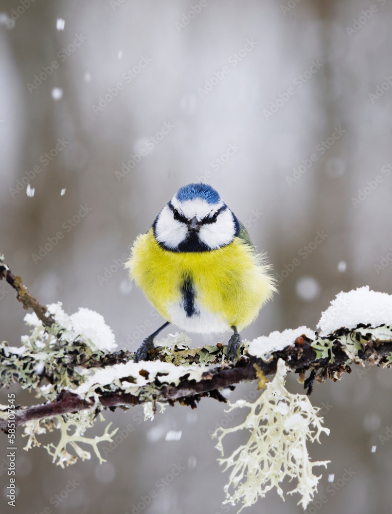 Obraz premium Eurasian blue tit (Cyanistes caeruleus) sitting on a branch in snowfall in early spring.