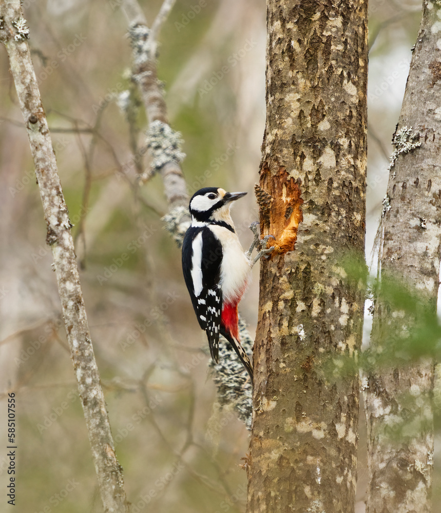 Great spotted woodpecker (Dendrocopos major) female feeding on a pine cone in winter.
Great spotted woodpecker (Dendrocopos major) female feeding on a pine cone in winter.