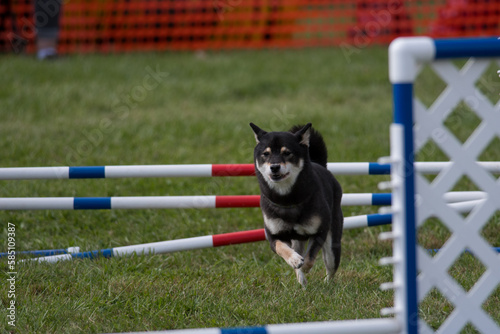 Shiba Inu competing in an agility competition at a dog show in New York