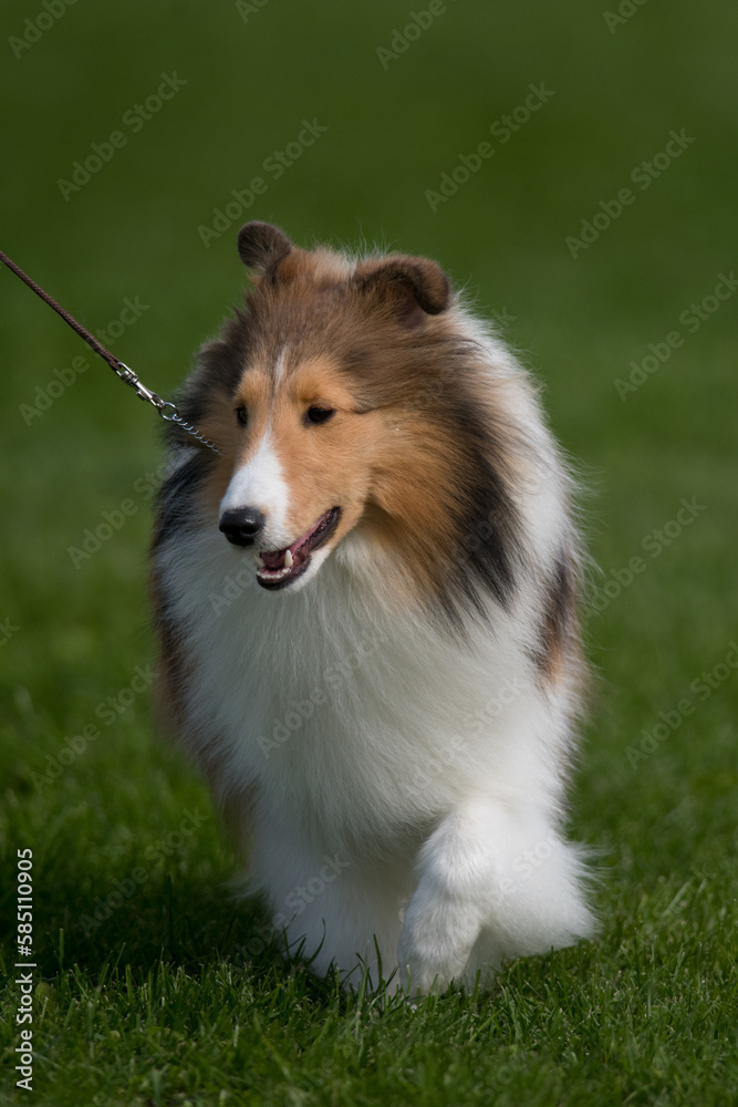 Shetland Sheepdog walking towards camera at a dog show in New York Shetland Sheepdog walking towards camera at a dog show in New York