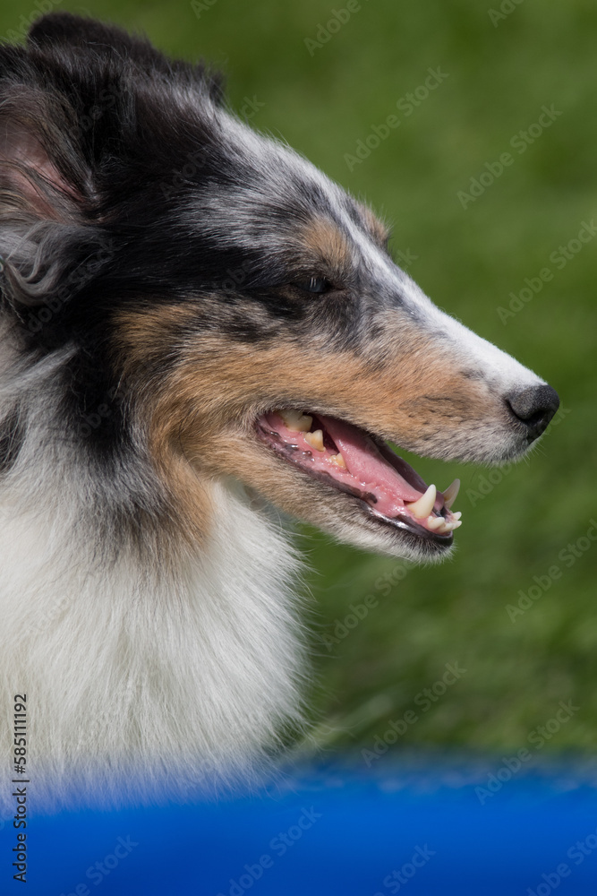 Shetland Sheepdog close-up headshop Shetland Sheepdog close-up headshop