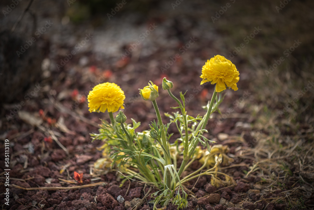 Marigold's vibrant petals bring joy to the garden in Spring. Marigold's vibrant petals bring joy to the garden in Spring.