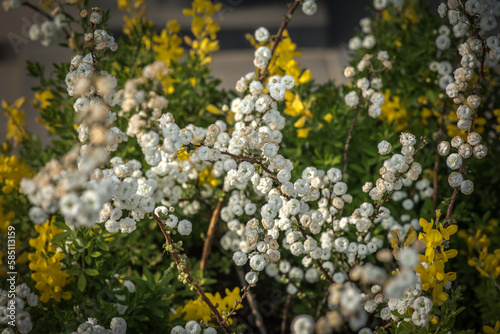 Here is a picture of an unfamiliar flower in the garden.