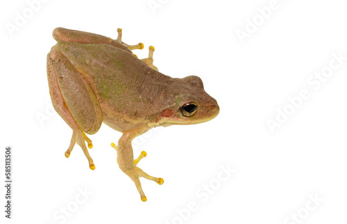 A Close-up Focus Stacked Image of a Squirrel Tree Frog Isolated on White