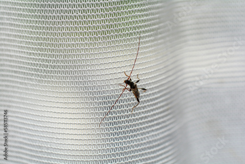 Longhorn beetle on a window curtain