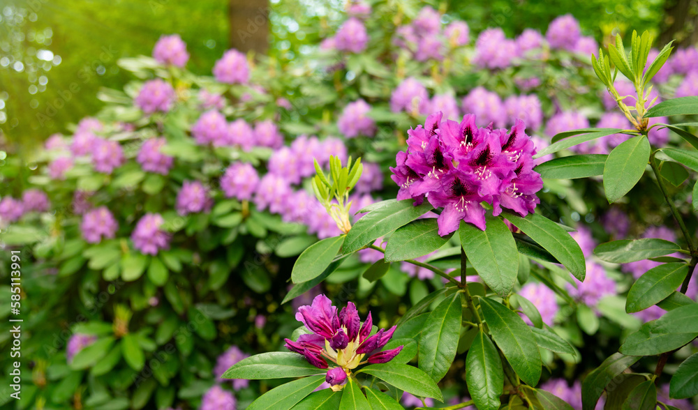 Violet or magenta inflorescences of rhododendron, one in the foreground is in focus, the flowers in the background are blurred. Flowering ornamental plant native to Asia or Japan.Shrubs, illuminated