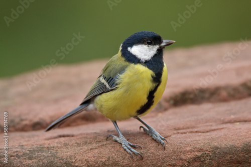 Great Tit Parus Major perching on sandstone with shallow depth of field giving a blurred soft out of focus background. Taken at RSPB Middleton Lakes Tamworth Staffordshire England