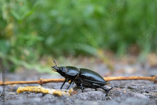 Lucanus cervus. Black Beetle on the road. Closeup.