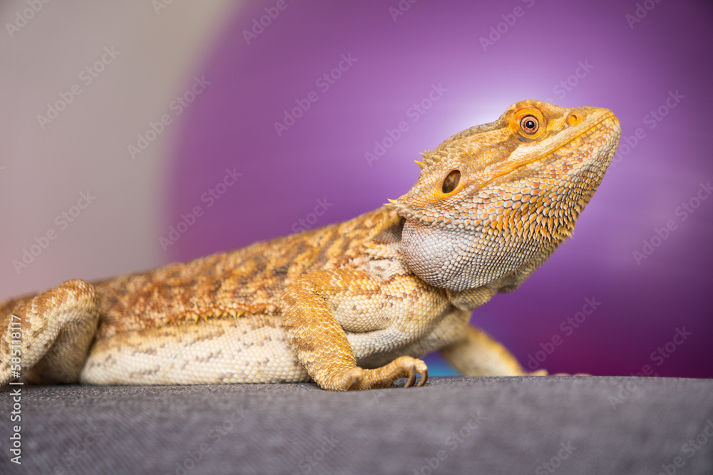 Obraz premium Bearded dragon on purple background