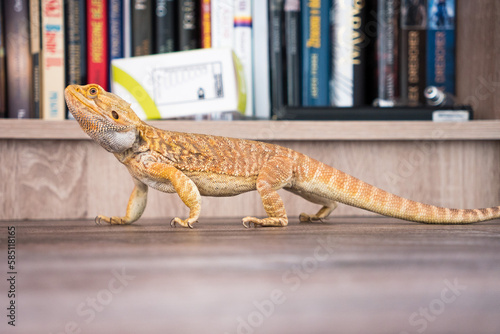 Bearded dragon at the book shelf
