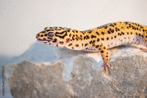 Leopard gecko on the rock