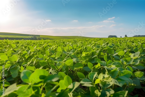Photo of soybean plant in cultivated agricultural field  agriculture and crop protection Sunny summer day at a huge soy plantation farm with central pivot irrigation machine - an awe-inspiring sight