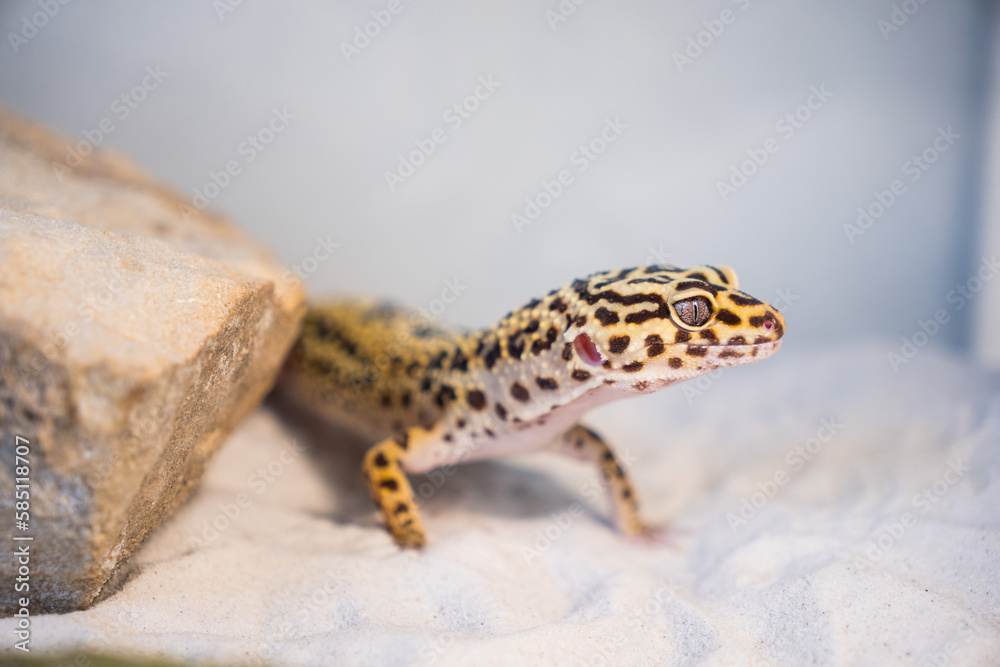Naklejka premium Leopard gecko on the sand