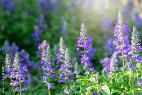 Beautiful Blue Salvia flower blooming in garden, photo