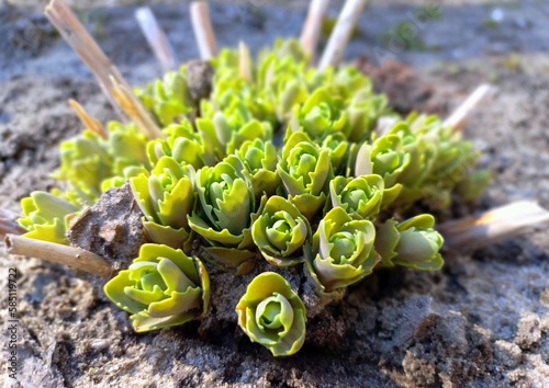 The stonecrop is prominent. Young green shoots. Perennial herbaceous succulent plant. Sedum Autumn Joy.