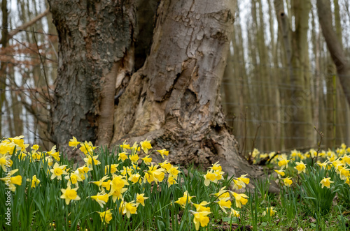 Close and selective focus of daffodils growing wild in a rural woodland