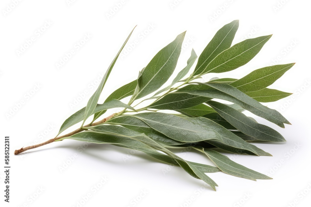 Fototapeta premium bay leaves isolated on white