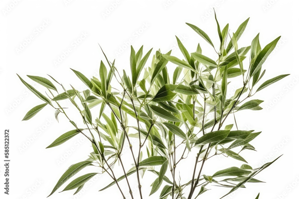 Green willow leaves in spring