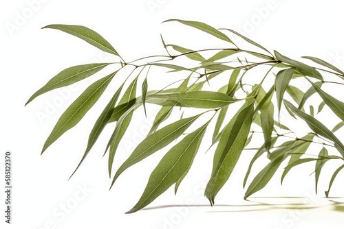 Green willow leaves in spring