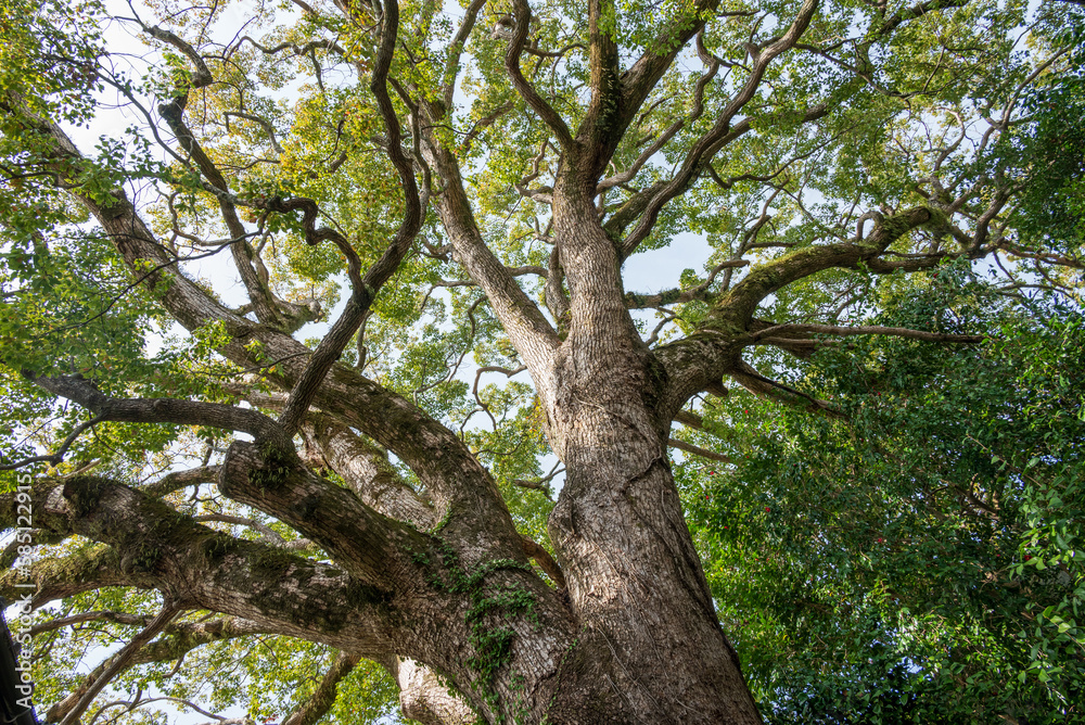 大きなクスノキの御神木