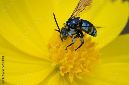 a cloak and dagger cuckoo bee sucking nectar on a yellow cosmos flower