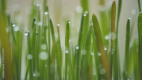 Young sprouts of grass with dew. Close-up view.