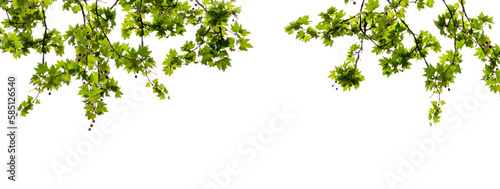 maple tree branch with green leaves in spring isolated on transparent background, overlay texture frame natural flora 