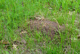A pile of anthill in the grass with the grass in the background, close-up