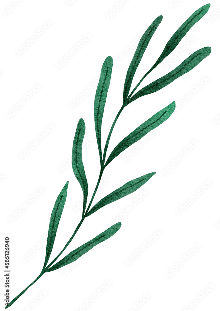 Obraz premium green leaves on white background