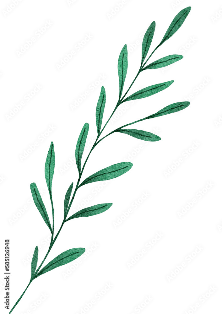 Fototapeta premium green leaves on white background
