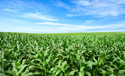 Corn field plantation with blue sky background.