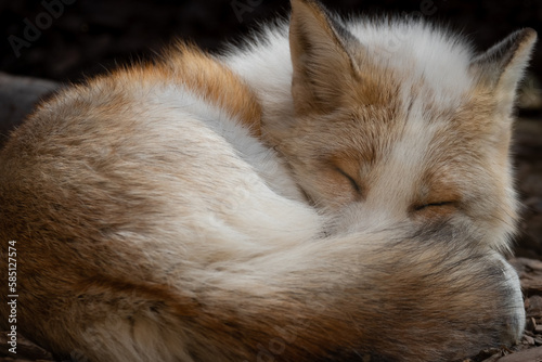 White fox curled up sleeping