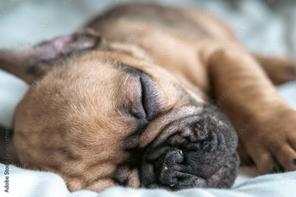 Obraz premium Adorable and cute french bulldog puppy. 