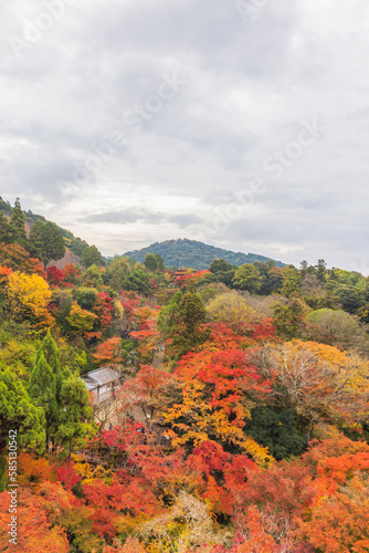 京都府 清水寺の紅葉 