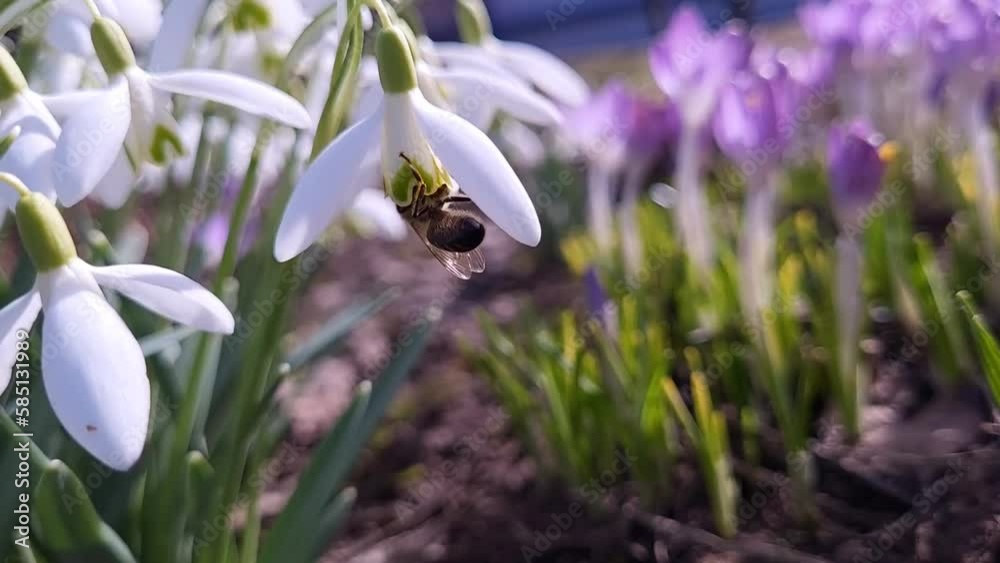 Spring day. A bee collects nectar from a snowdrop flower. Spring mood Spring day. A bee collects nectar from a snowdrop flower. Spring mood