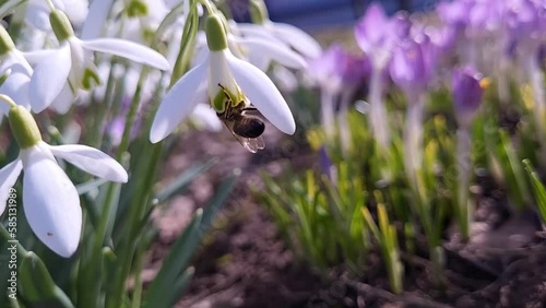 Spring day. A bee collects nectar from a snowdrop flower. Spring mood
