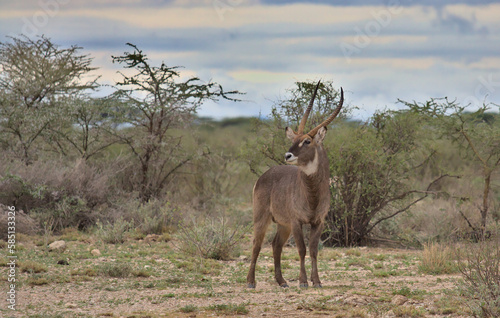 common male waterbuck standing and looking alert in the wild savannah on a cloudy day in the wild savannah of buffalo springs national reserve, kenya photo
