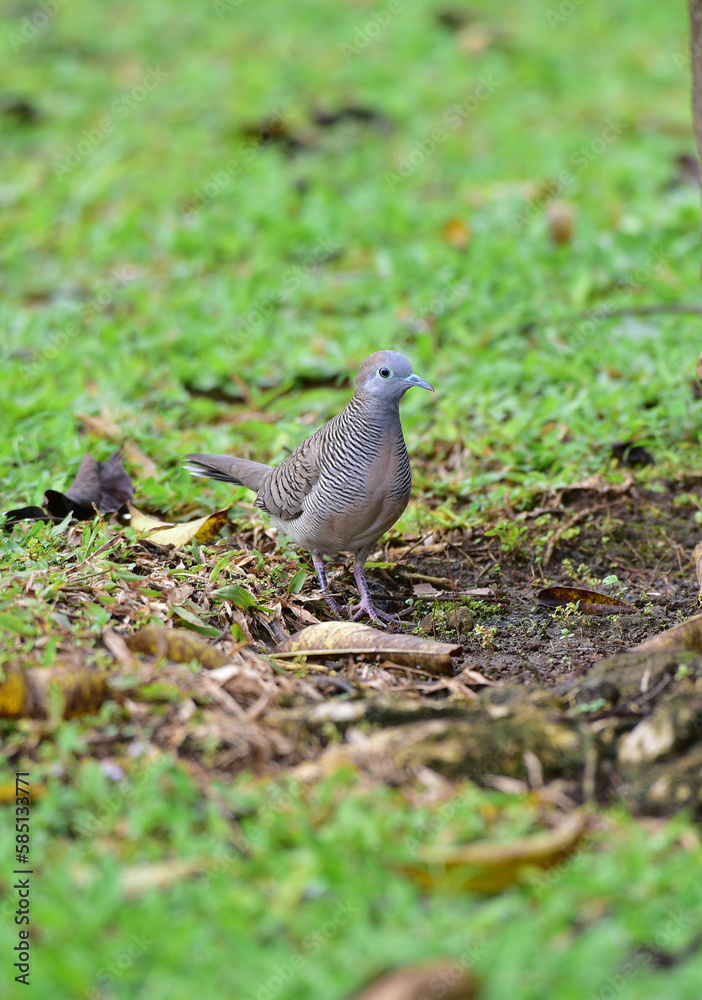 The zebra dove bird, Geopelia striata, also known as the barred ground dove, or barred dove, is a on the grass The zebra dove bird, Geopelia striata, also known as the barred ground dove, or barred dove, is a on the grass