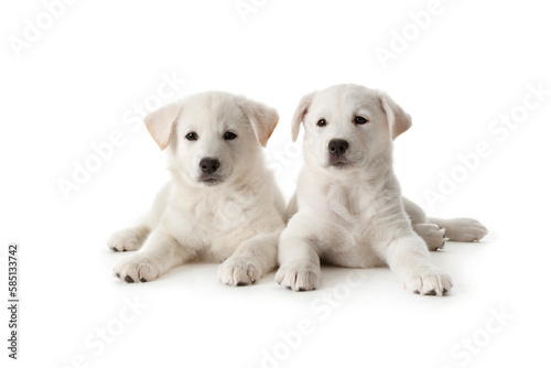 Two cute white puppies isolated on white background