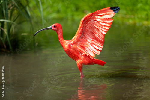 Scarlet Ibis bird stretching his wings standing in the water pond  photo