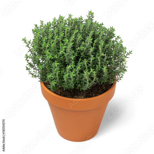 Plant pot with a fresh thyme plant isolated on white background