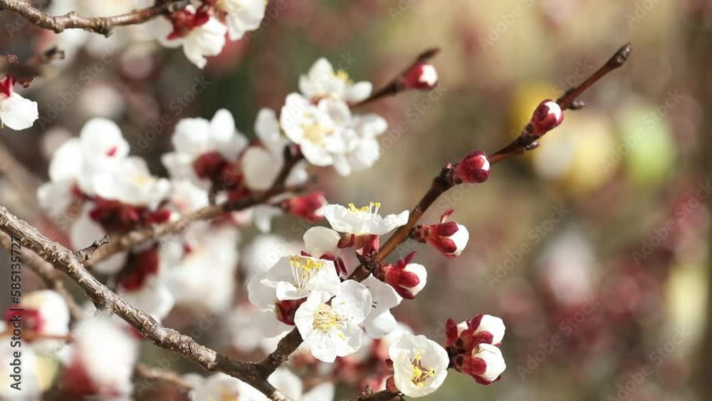 closeup of a blooming apricot tree with bees in spring, macro shot,Prunus armeniaca, spring background, closeup of a blooming apricot tree with bees in spring, macro shot,Prunus armeniaca, spring background,