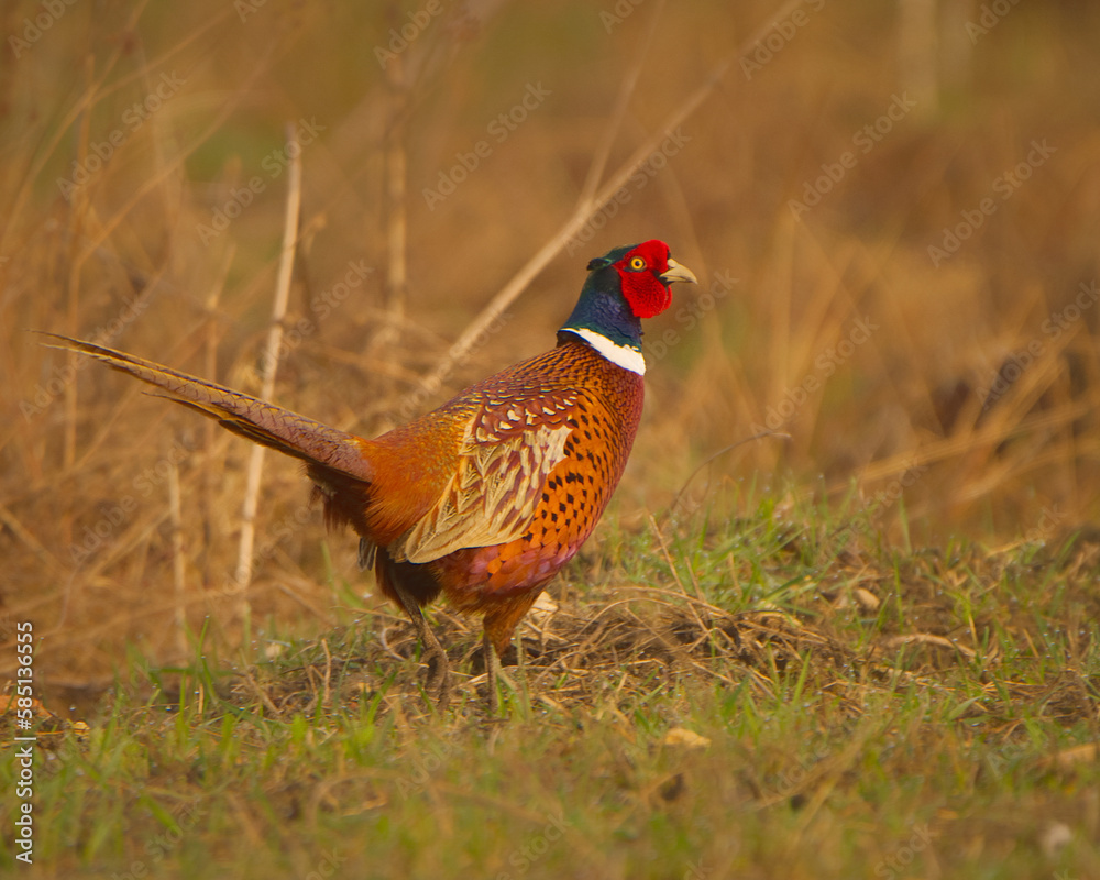 Fototapeta premium pheasant in the wild